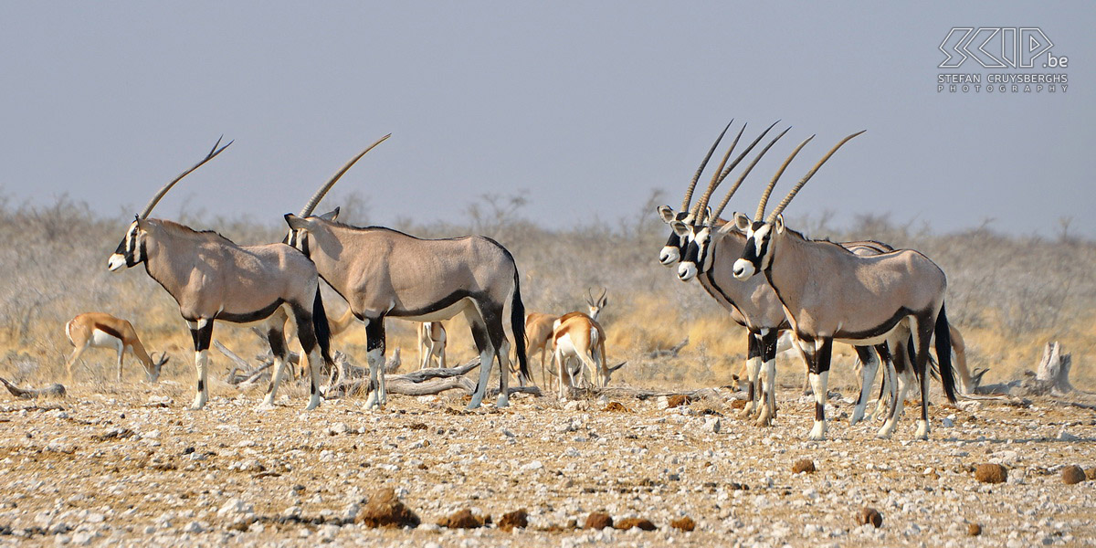 Etosha - Nebrownii - Oryx  Stefan Cruysberghs